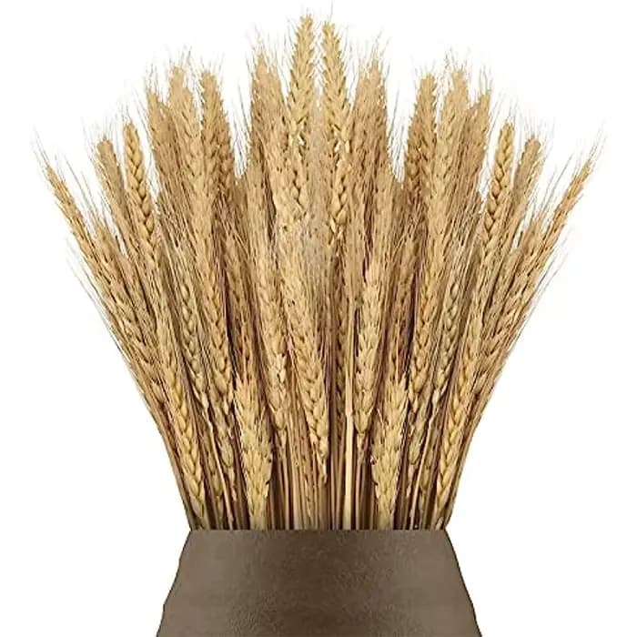 Pointes de blé séchées naturelles pour la décoration, bouquet de fleurs, décoration de table de mais
