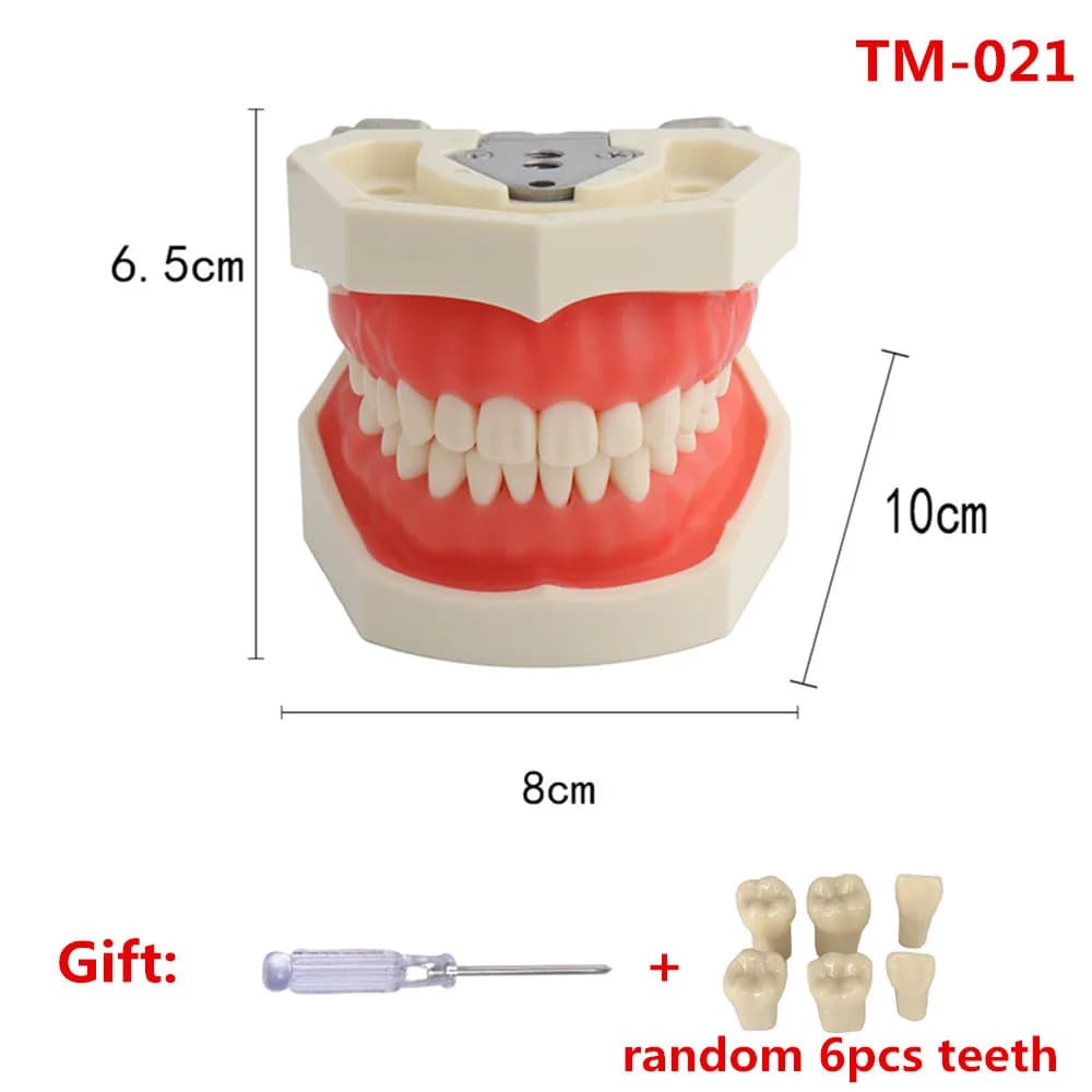 Modèle de dents pour la formation au technicien dentaire, modèle dentaire, pratique du Typodont, den