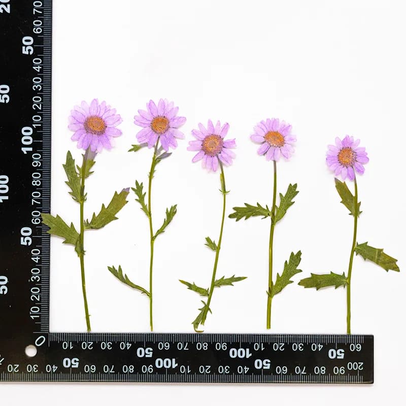 Lot de 12 fleurs séchées avec tige pour la fabrication de bijoux en résine, fleurs et feuilles natur