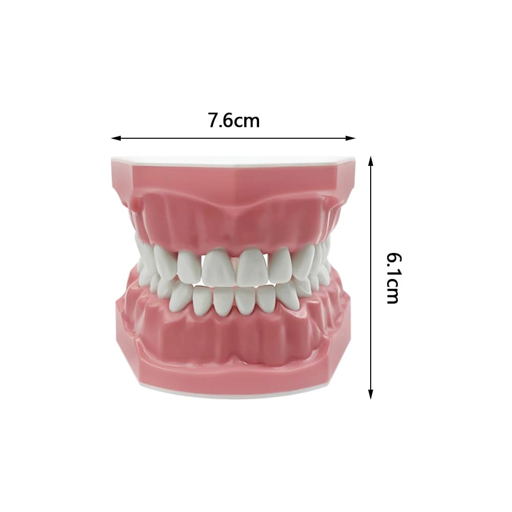 Modèle de dents de petite taille pour la pratique dentaire, la formation, la mâchoire, l'étude, le b