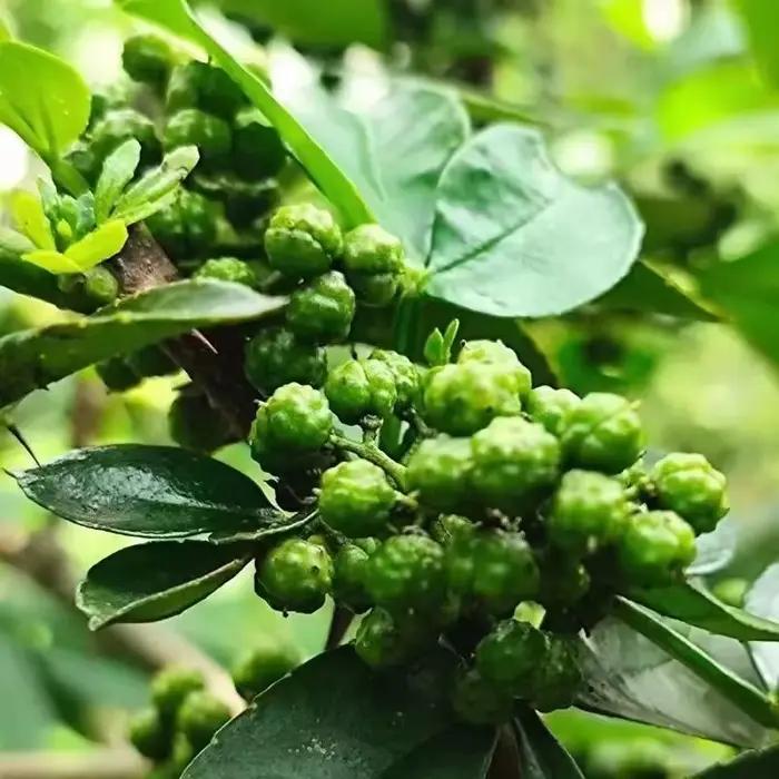 Encens de cuisine parfumant aux épices maison Poivre naturel (cendre épineuse) Parfum longue durée Ingrédient de pot-pourri naturel